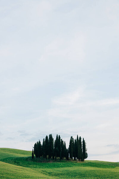 View of the beautiful cypresses in Tuscany, Italy