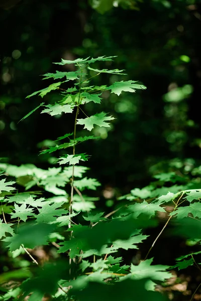 Lkbaharda Ormanın Derinliklerinde Yemyeşil Yapraklar — Stok fotoğraf