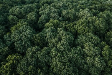 Dağlardaki yemyeşil ormanın havadan görünüşü