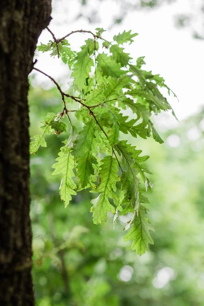 Lush Green Leaves Deep Forest Springtime — Stock Photo, Image