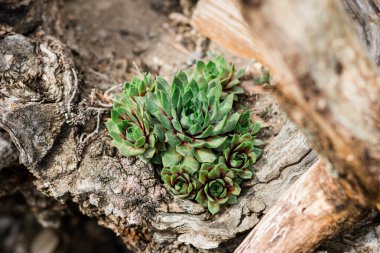 Ağaçta büyüyen Sempervivum Sektorum