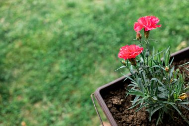 Bahçedeki saksıda güzel kırmızı karanfil