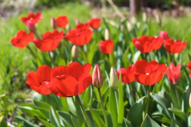 Bahçede güzel kırmızı lale tomurcukları aç. Ilık bahar günü