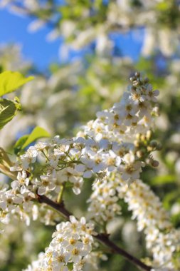 Mavi gökyüzüne karşı çiçek açan kiraz ağacının dalları. Güneşli bahar günü