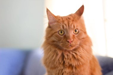 Maine Rakunu cinsinin sarı gözlü, kızıl saçlı sevimli bir kedinin portresi.