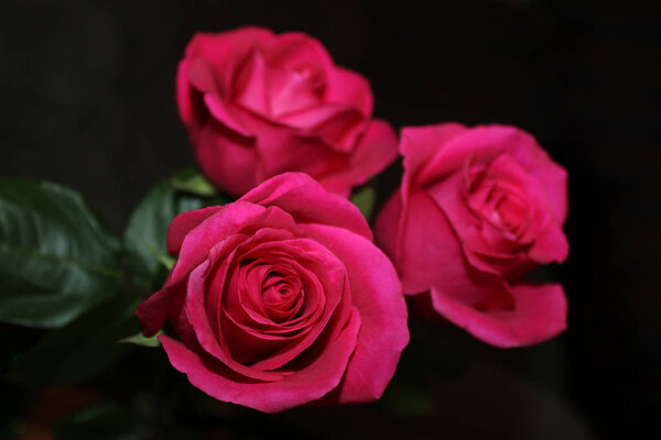Lose-up of pink roses on the black background