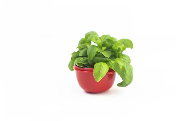 Romaine Lettuce Healthy Vegetarian Food Organic Herbs — Stock Photo, Image
