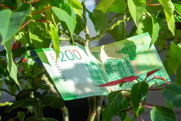 A 200 ruble banknote grows on a tree with green and red leaves. Growth of the ruble exchange rate. Income and prosperity. Money garden