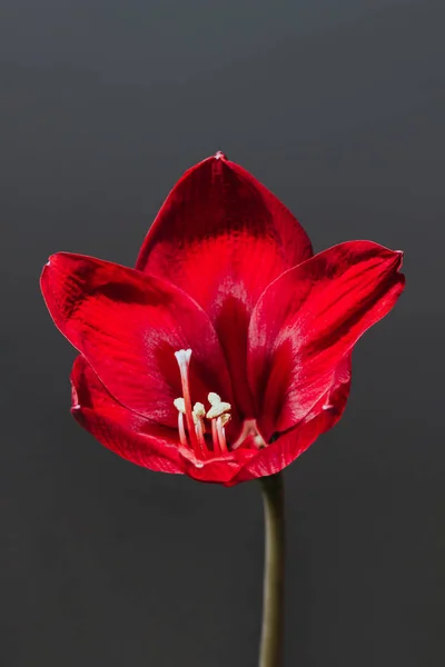 Червоні Квіти Кімнати Лілі Темно Сірому Тлі Крупним Планом Домашніх — стокове фото