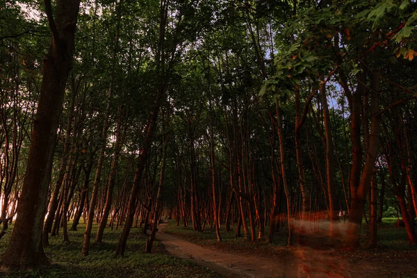 Baltık Denizi 'nin Kalininingrad bölgesinde Yantarny kasabasına yakın bir ormanda gün batımı.