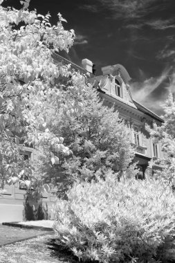 Macaristan, Pecs 'te bir binanın tavan penceresi, üç ve çalılarla çevrili, karamsar gökyüzü. 