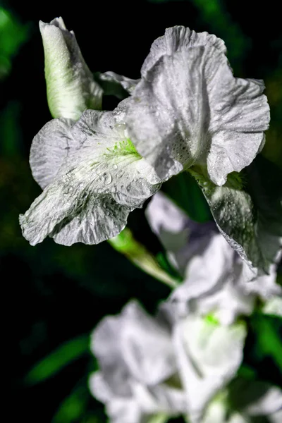 Beyaz iris, siyah arkaplanda çiğ tanesiyle yakın plan..