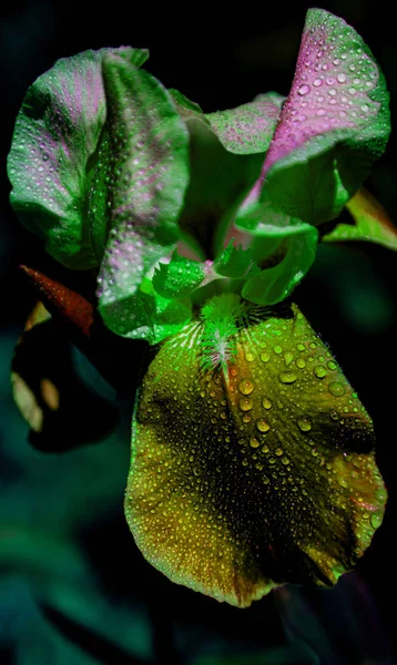Sürrealist bekar kehribar çok renkli iris yakın plan, su damlalarıyla..
