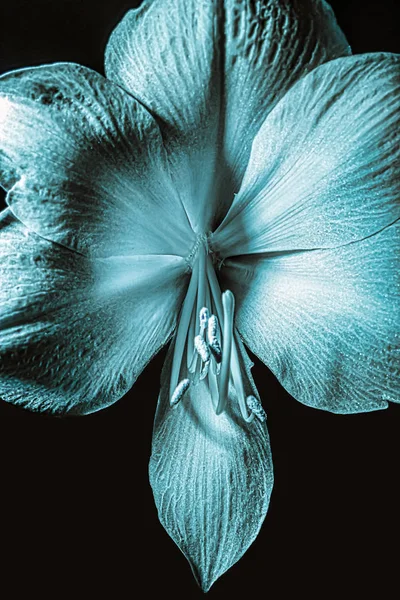Amaryllis çiçeği turkuaz sürrealist makro, saplı, erkeksi ve erkeksi, siyah arka planda izole. Ön görünüm.
