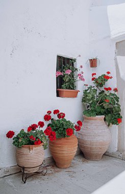 Bitki saksılarında aspidistra çiçekleri olan beyaz renkli veranda..