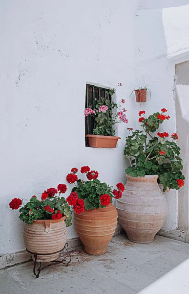 Bitki saksılarında aspidistra çiçekleri olan beyaz renkli veranda..