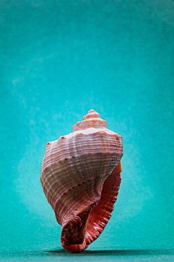 Aquamarine arka planında tek deniz kabuğunun yan görüntüsü. Boşluğu kopyala.