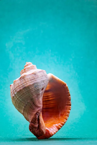 Aquamarine arka planında tek bir Rapana deniz kabuğunun ön görüntüsü. Boşluğu kopyala.
