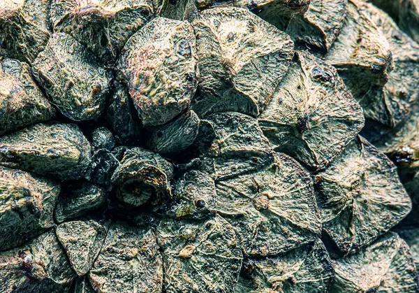 Çam kozalağı yeşil renginden soyut desen