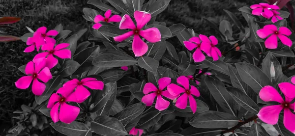 Textura Flores Rosadas Con Fondo Hojas Negras Borrosas — Foto de Stock