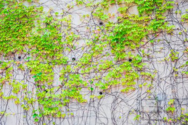 Duvara tırmanma bitkiler