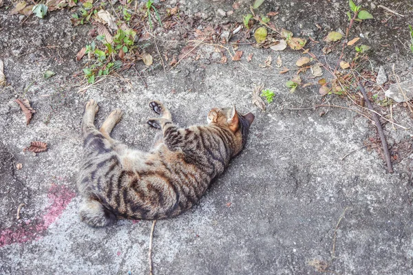 Verdwaalde kat in oude stad — Stockfoto