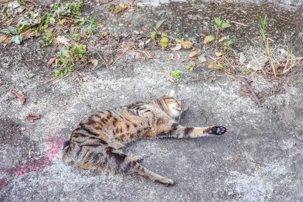 老城区的流浪猫 — 图库照片