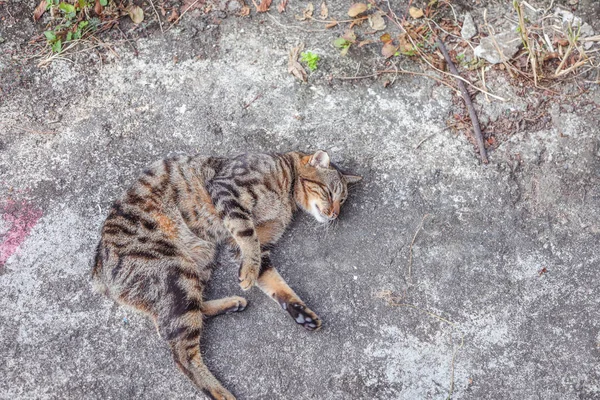 老城区的流浪猫 — 图库照片