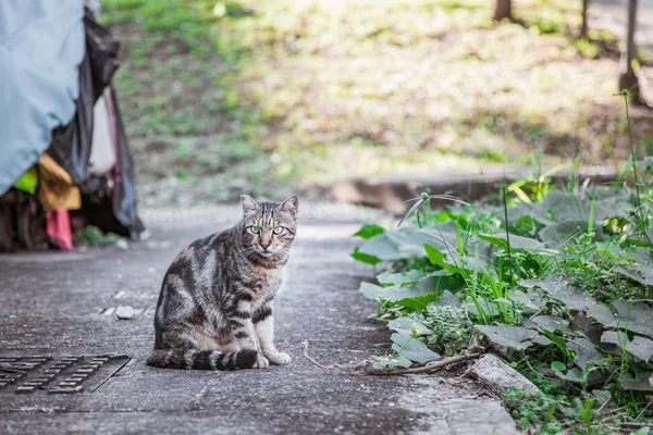 Eski kasabada başıboş bir kedi — Stok fotoğraf