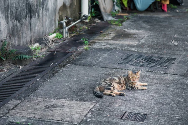 Бездомный кот в старом городе — стоковое фото