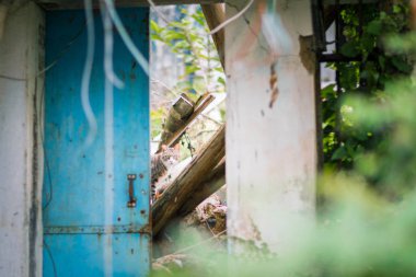 terk edilmiş bir evde yolunu yitirmek kedi