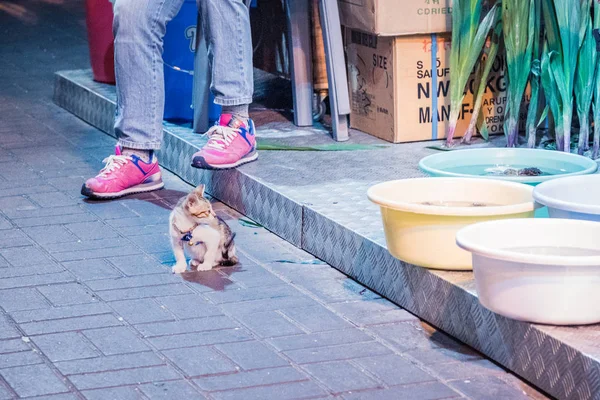 Gato na porta da frente de uma loja, à noite — Fotografia de Stock