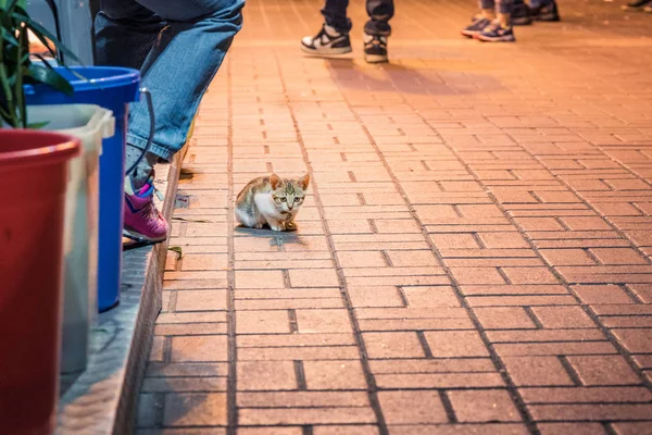 Cat in the front door of a shop, at night — Stock Photo, Image