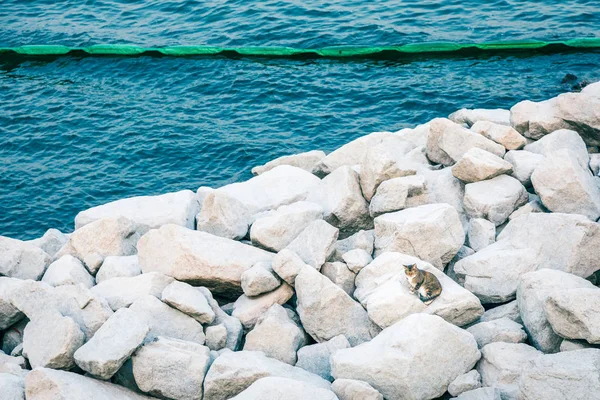 Kočka na skalách, dále u moře — Stock fotografie