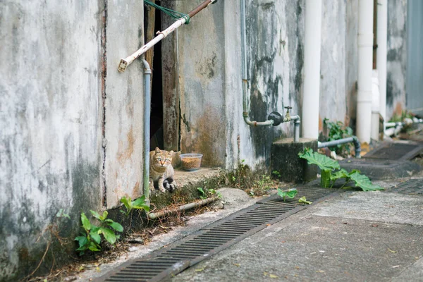 Terk edilmiş bir evde yolunu yitirmek kedi — Stok fotoğraf