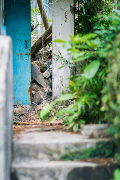 Streunende Katze in verlassenem Haus — Stockfoto