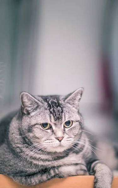 Ruhekatze drinnen — Stockfoto