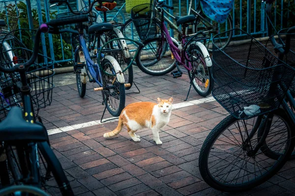 Katze von Fahrrädern umgeben — Stockfoto