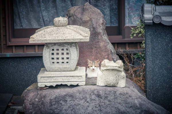 日本の神社の猫 — ストック写真