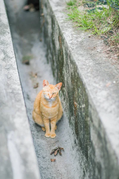 Gember kat in kanaal — Stockfoto