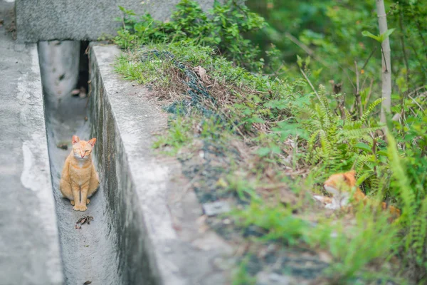 Ginger cat in canal — Stock Photo, Image