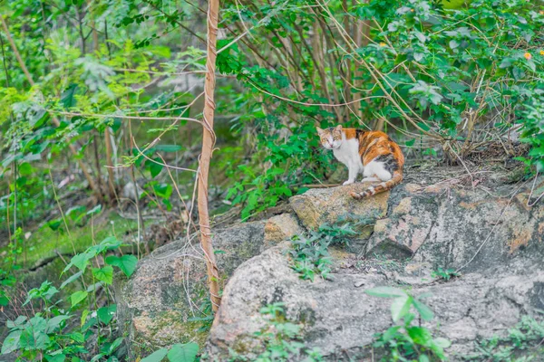 薄茶色の猫草 — ストック写真