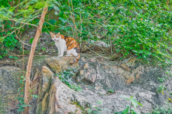 姜猫在草丛中 — 图库照片