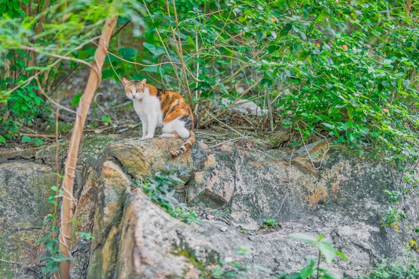 Рыжая кошка в траве — стоковое фото