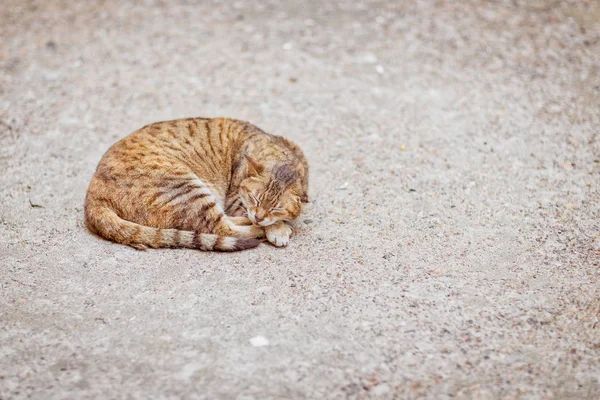 Bir daire gibi uyuyan kedi — Stok fotoğraf
