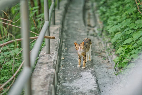 Chat roux sur le chemin — Photo