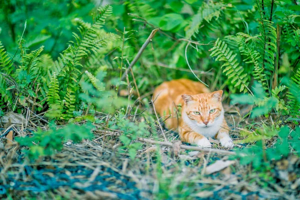 Рыжая кошка в траве — стоковое фото