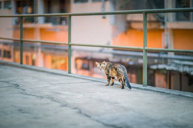 Kedi şehir merkezinde
