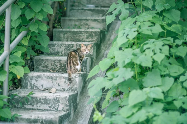 Kočka v zahradě — Stock fotografie
