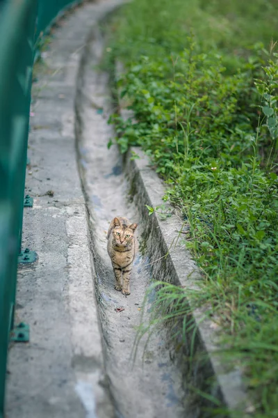 Кошка в саду — стоковое фото